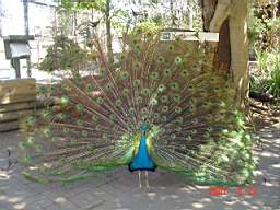 DSC04943.JPG